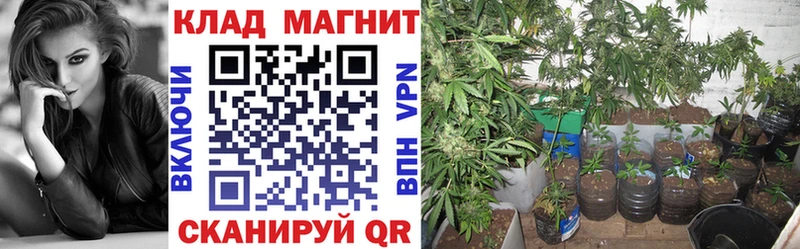 Купить наркоту Калининград COCAIN Меф ГАШ Бошки Шишки
