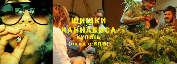 сатива Новозыбков